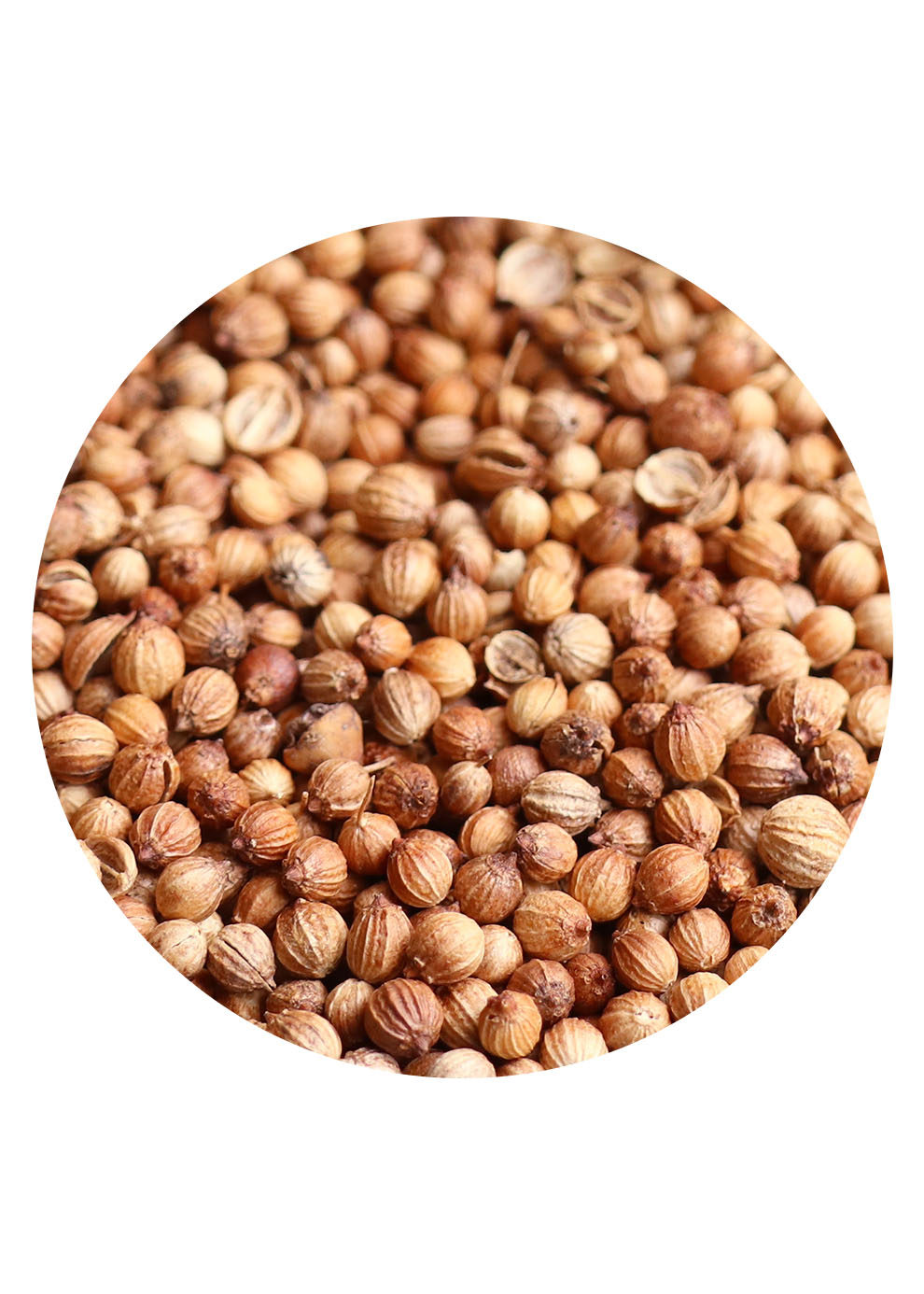 CORIANDER GANZ