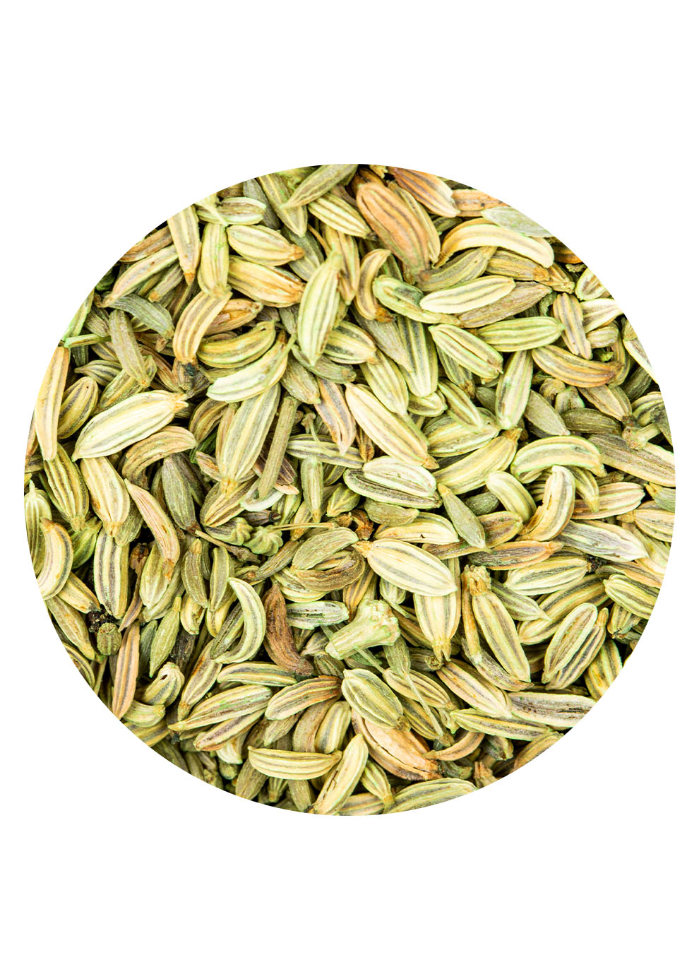 FENCHEL GANZ