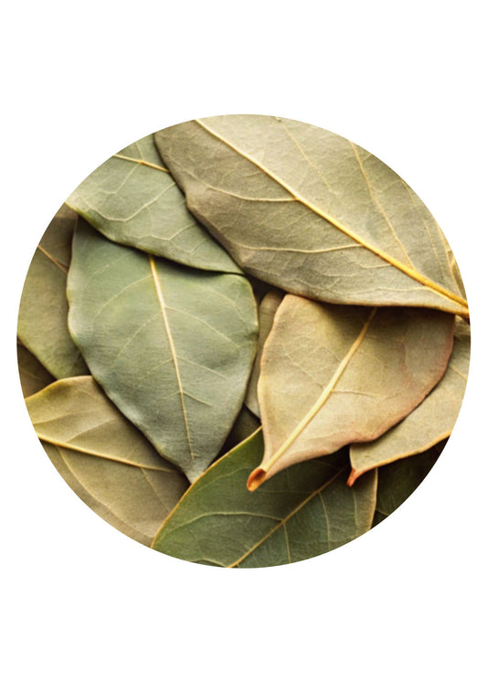 LORBEER- BLÄTTER GANZ